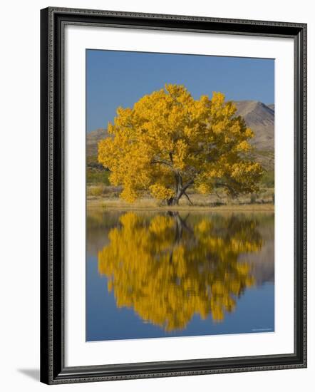 USA, New Mexico, Socorro, Bosque de Apache National Wildlife Refuge-Alan Copson-Framed Photographic Print