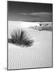 USA, New Mexico, White Sands National Monument. Bush in Desert Sand-Dennis Flaherty-Mounted Photographic Print