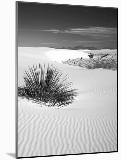 USA, New Mexico, White Sands National Monument. Bush in Desert Sand-Dennis Flaherty-Mounted Photographic Print