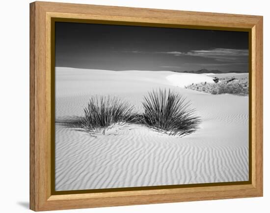 USA, New Mexico, White Sands National Monument. Bush in Desert Sand-Dennis Flaherty-Framed Premier Image Canvas