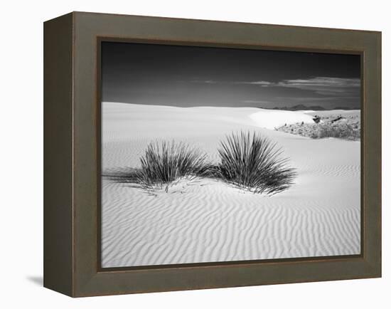 USA, New Mexico, White Sands National Monument. Bush in Desert Sand-Dennis Flaherty-Framed Premier Image Canvas