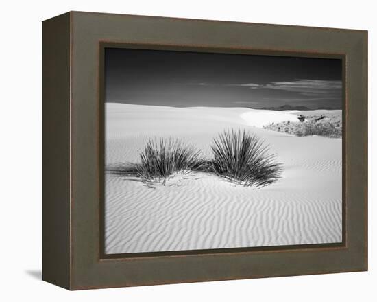 USA, New Mexico, White Sands National Monument. Bush in Desert Sand-Dennis Flaherty-Framed Premier Image Canvas