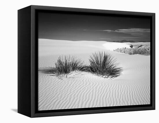 USA, New Mexico, White Sands National Monument. Bush in Desert Sand-Dennis Flaherty-Framed Premier Image Canvas