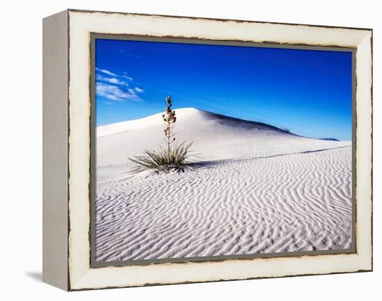 USA, New Mexico, White Sands National Monument, Sand Dune Patterns and Yucca Plants-Terry Eggers-Framed Premier Image Canvas