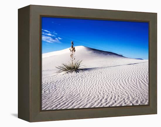 USA, New Mexico, White Sands National Monument, Sand Dune Patterns and Yucca Plants-Terry Eggers-Framed Premier Image Canvas