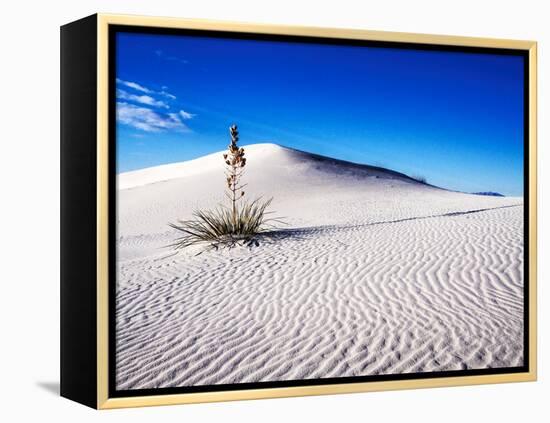 USA, New Mexico, White Sands National Monument, Sand Dune Patterns and Yucca Plants-Terry Eggers-Framed Premier Image Canvas