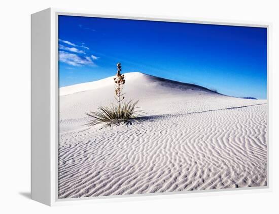 USA, New Mexico, White Sands National Monument, Sand Dune Patterns and Yucca Plants-Terry Eggers-Framed Premier Image Canvas