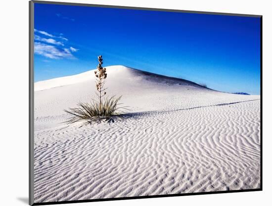 USA, New Mexico, White Sands National Monument, Sand Dune Patterns and Yucca Plants-Terry Eggers-Mounted Photographic Print