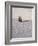 USA, New Mexico, White Sands National Monument, Sand Dune Patterns and Yucca Plants-Terry Eggers-Framed Photographic Print