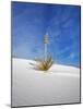 USA, New Mexico, White Sands National Monument, Sand Dune Patterns and Yucca Plants-Terry Eggers-Mounted Photographic Print