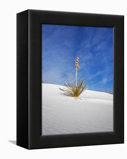 USA, New Mexico, White Sands National Monument, Sand Dune Patterns and Yucca Plants-Terry Eggers-Framed Premier Image Canvas