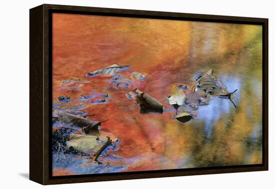 USA, New York, Adirondack Mountains. Autumn Reflections in Stream-Jaynes Gallery-Framed Premier Image Canvas