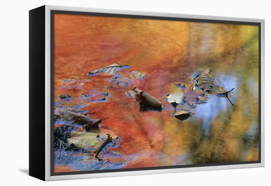 USA, New York, Adirondack Mountains. Autumn Reflections in Stream-Jaynes Gallery-Framed Premier Image Canvas