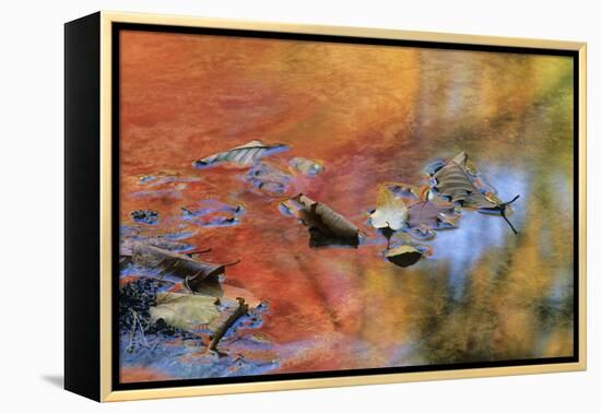 USA, New York, Adirondack Mountains. Autumn Reflections in Stream-Jaynes Gallery-Framed Premier Image Canvas