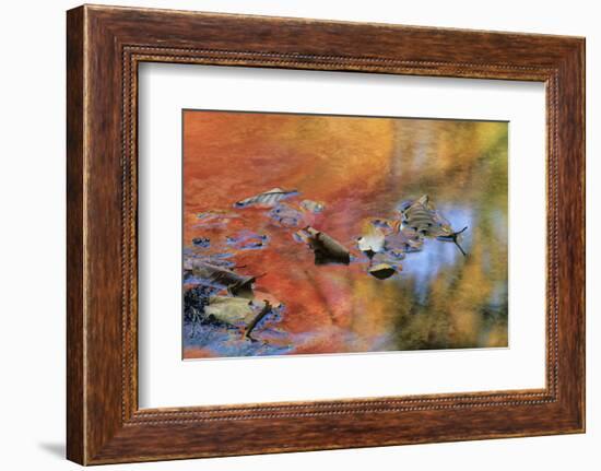 USA, New York, Adirondack Mountains. Autumn Reflections in Stream-Jaynes Gallery-Framed Photographic Print