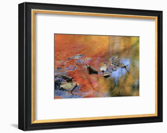 USA, New York, Adirondack Mountains. Autumn Reflections in Stream-Jaynes Gallery-Framed Photographic Print