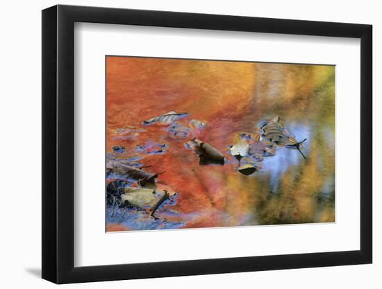 USA, New York, Adirondack Mountains. Autumn Reflections in Stream-Jaynes Gallery-Framed Photographic Print