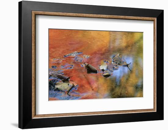 USA, New York, Adirondack Mountains. Autumn Reflections in Stream-Jaynes Gallery-Framed Photographic Print