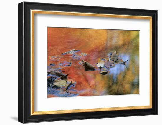 USA, New York, Adirondack Mountains. Autumn Reflections in Stream-Jaynes Gallery-Framed Photographic Print