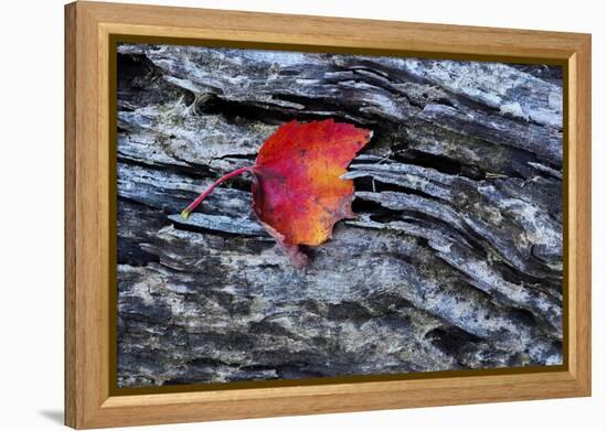 USA, New York, Adirondack Mountains. Leaf on Dark Rock-Jay O'brien-Framed Premier Image Canvas