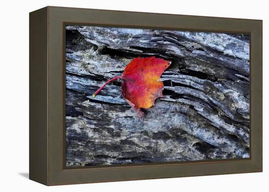 USA, New York, Adirondack Mountains. Leaf on Dark Rock-Jay O'brien-Framed Premier Image Canvas