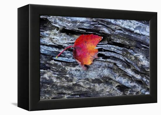 USA, New York, Adirondack Mountains. Leaf on Dark Rock-Jay O'brien-Framed Premier Image Canvas