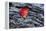 USA, New York, Adirondack Mountains. Leaf on Dark Rock-Jay O'brien-Framed Premier Image Canvas
