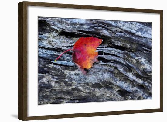 USA, New York, Adirondack Mountains. Leaf on Dark Rock-Jay O'brien-Framed Photographic Print