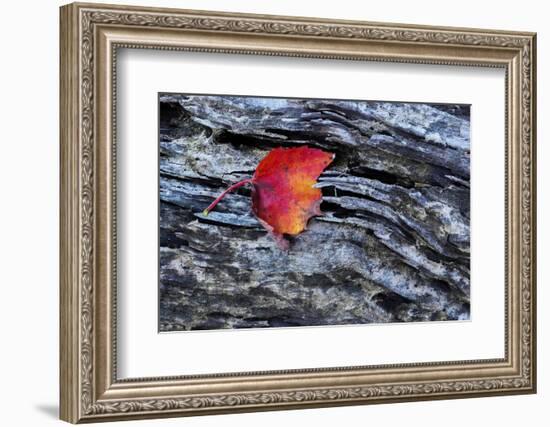 USA, New York, Adirondack Mountains. Leaf on Dark Rock-Jay O'brien-Framed Photographic Print