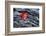 USA, New York, Adirondack Mountains. Leaf on Dark Rock-Jay O'brien-Framed Photographic Print