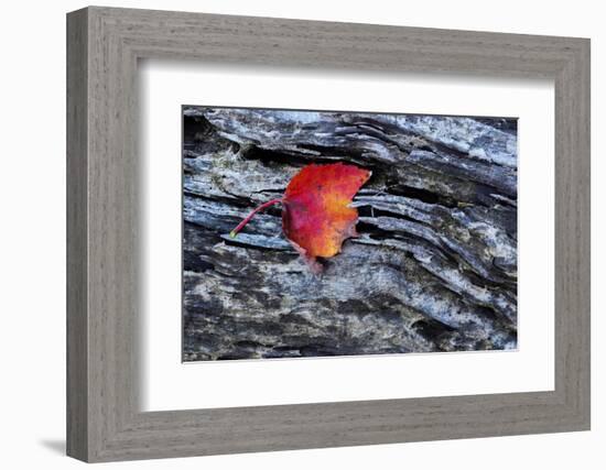 USA, New York, Adirondack Mountains. Leaf on Dark Rock-Jay O'brien-Framed Photographic Print