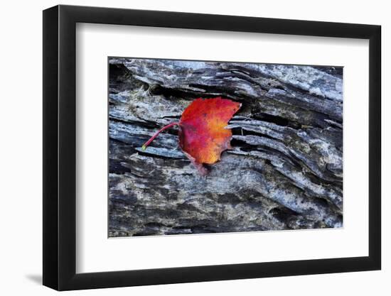 USA, New York, Adirondack Mountains. Leaf on Dark Rock-Jay O'brien-Framed Photographic Print