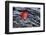 USA, New York, Adirondack Mountains. Leaf on Dark Rock-Jay O'brien-Framed Photographic Print