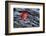 USA, New York, Adirondack Mountains. Leaf on Dark Rock-Jay O'brien-Framed Photographic Print