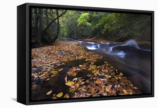 USA, New York, Adirondack Mountains. Leaves and Stream in Forest-Jaynes Gallery-Framed Premier Image Canvas