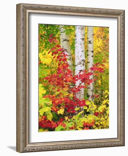 USA, New York, Adirondack Park, Autumn Colors of Birch and Maple Trees-Jaynes Gallery-Framed Photographic Print