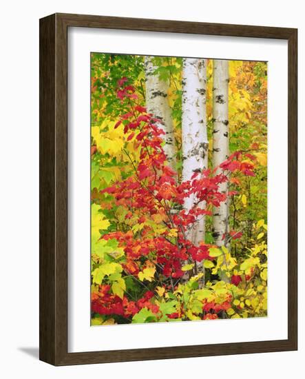 USA, New York, Adirondack Park, Autumn Colors of Birch and Maple Trees-Jaynes Gallery-Framed Photographic Print