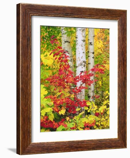 USA, New York, Adirondack Park, Autumn Colors of Birch and Maple Trees-Jaynes Gallery-Framed Photographic Print