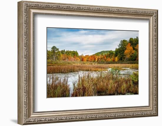 USA, New York, Adirondacks. Bolton Landing, forest preserve marsh near Lake George-Ann Collins-Framed Photographic Print