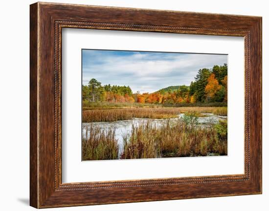 USA, New York, Adirondacks. Bolton Landing, forest preserve marsh near Lake George-Ann Collins-Framed Photographic Print