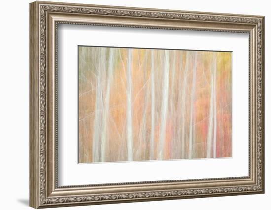 USA, New York, Adirondacks. Keene, abstract of autumn foliage and bare trees-Ann Collins-Framed Photographic Print