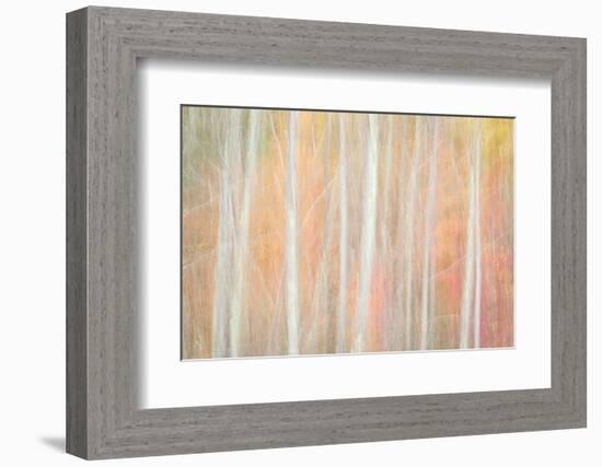 USA, New York, Adirondacks. Keene, abstract of autumn foliage and bare trees-Ann Collins-Framed Photographic Print