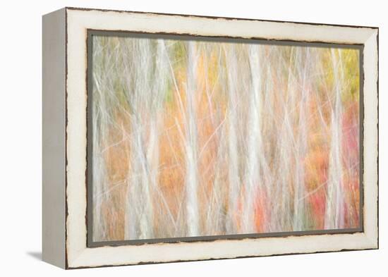 USA, New York, Adirondacks. Keene, abstract of autumn foliage and bare trees-Ann Collins-Framed Premier Image Canvas
