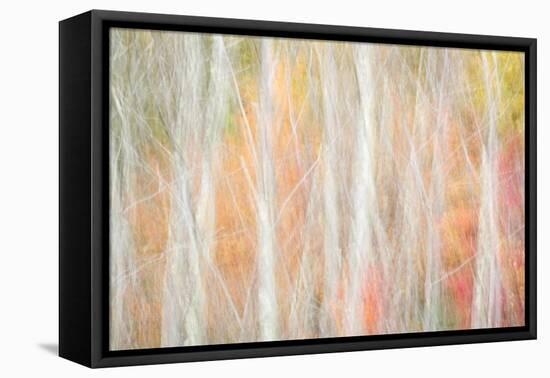 USA, New York, Adirondacks. Keene, abstract of autumn foliage and bare trees-Ann Collins-Framed Premier Image Canvas