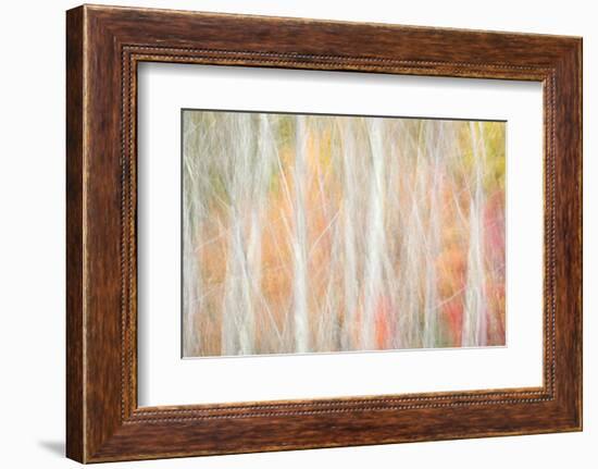 USA, New York, Adirondacks. Keene, abstract of autumn foliage and bare trees-Ann Collins-Framed Photographic Print