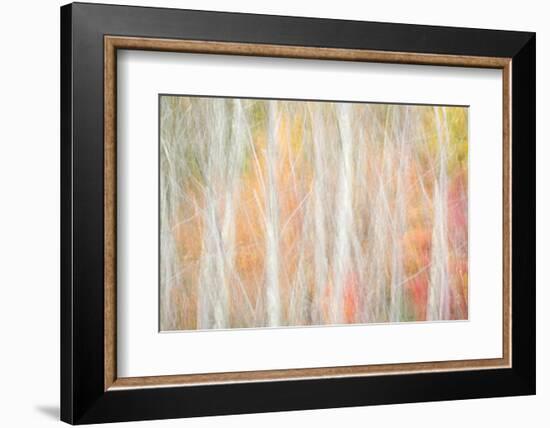 USA, New York, Adirondacks. Keene, abstract of autumn foliage and bare trees-Ann Collins-Framed Photographic Print