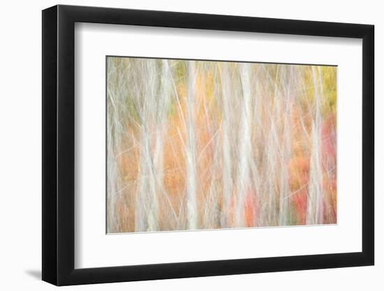 USA, New York, Adirondacks. Keene, abstract of autumn foliage and bare trees-Ann Collins-Framed Photographic Print