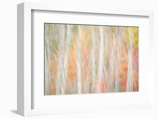 USA, New York, Adirondacks. Keene, abstract of autumn foliage and bare trees-Ann Collins-Framed Photographic Print