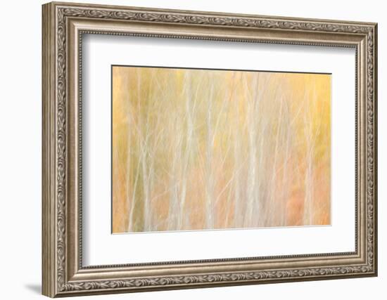 USA, New York, Adirondacks. Keene, abstract of autumn foliage and bare trees-Ann Collins-Framed Photographic Print