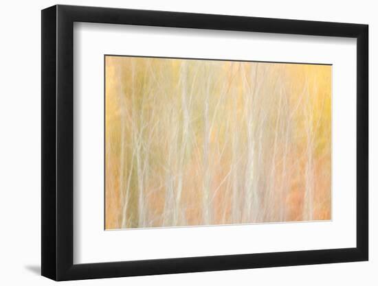 USA, New York, Adirondacks. Keene, abstract of autumn foliage and bare trees-Ann Collins-Framed Photographic Print